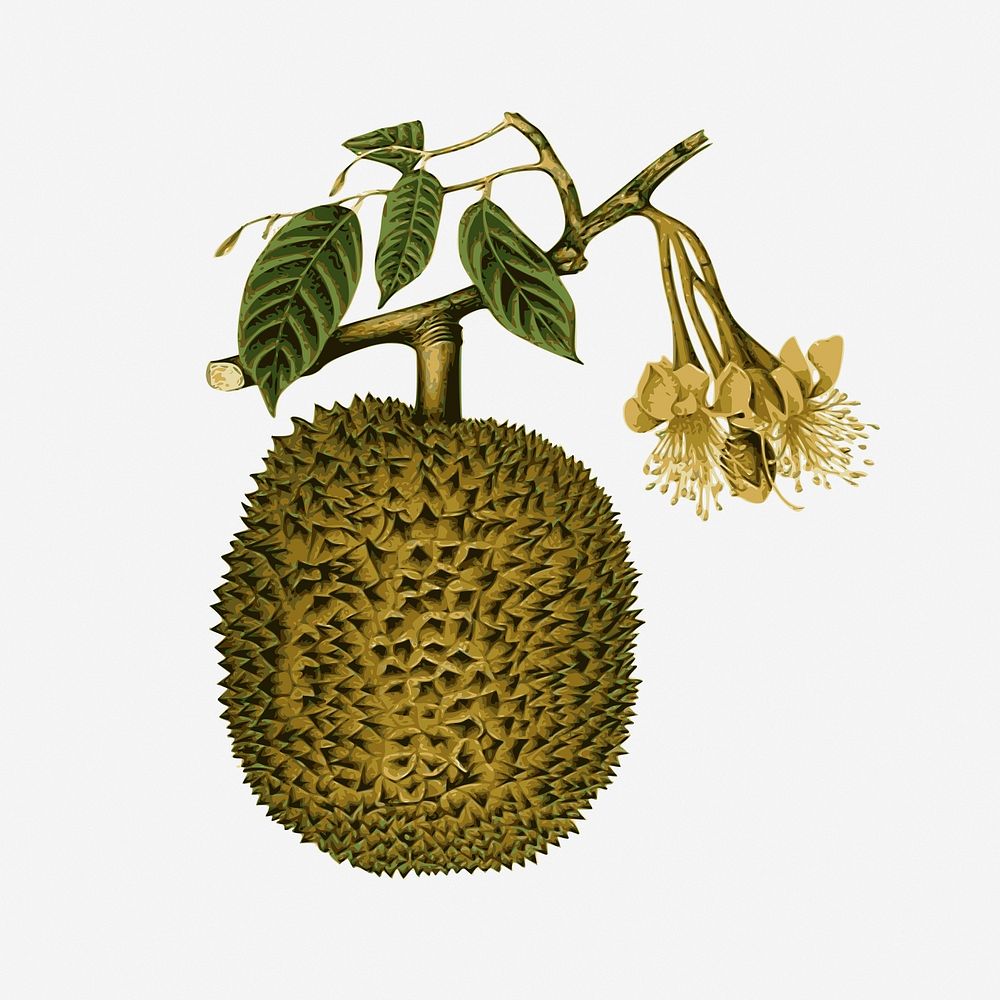 Durian fruit clipart illustration vector. Free public domain CC0 image.