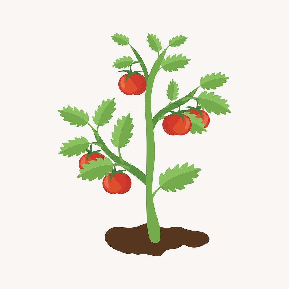 Tomato tree illustration. Free public domain CC0 image.