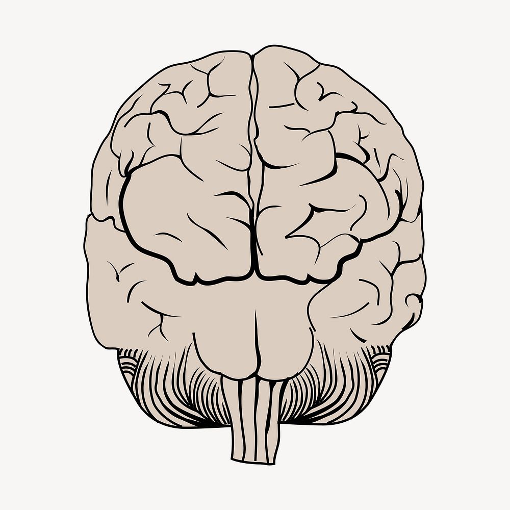 Brain posterior view image element