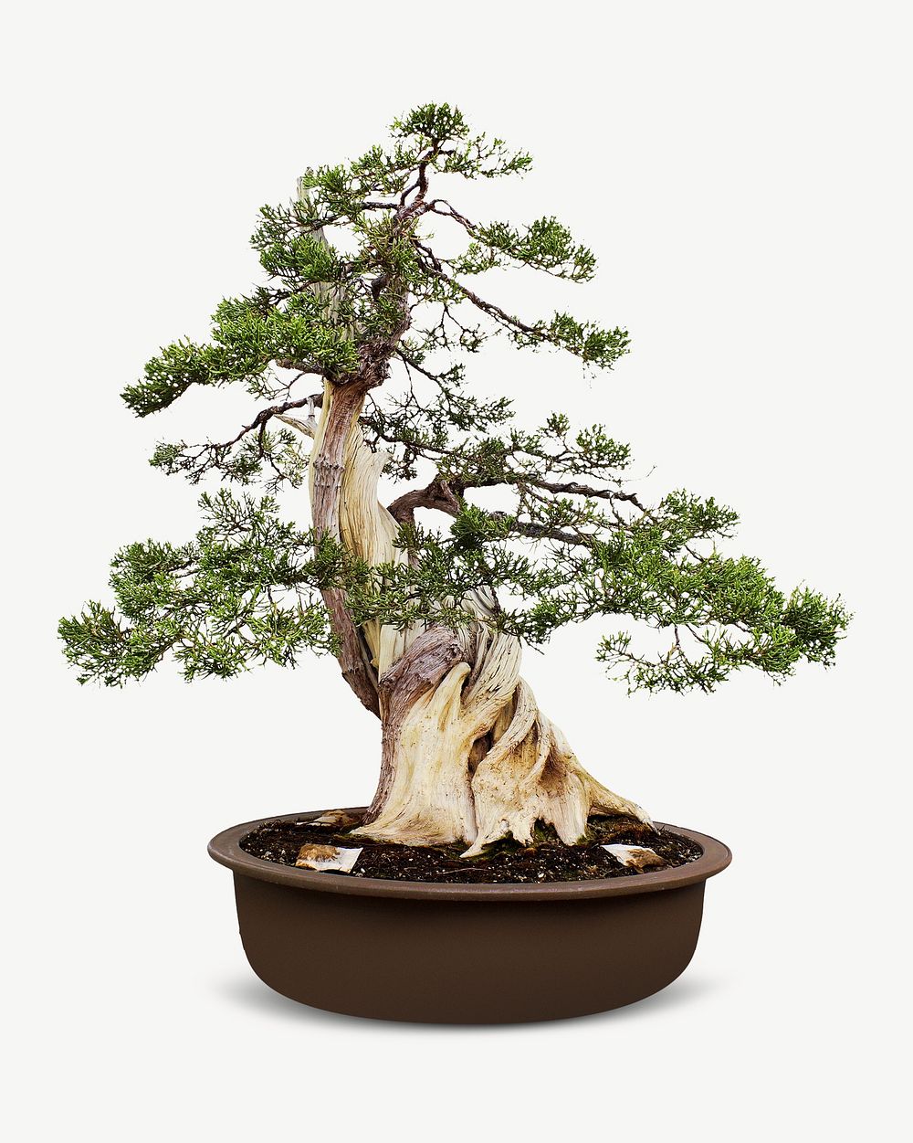 Pot bonsai planting collage element psd 
