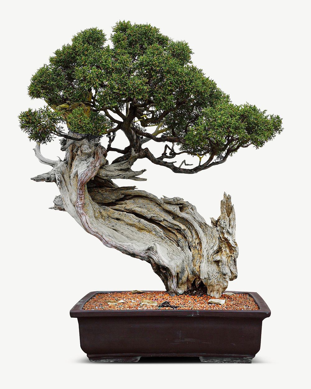 Bonsai tree in pot collage element psd
