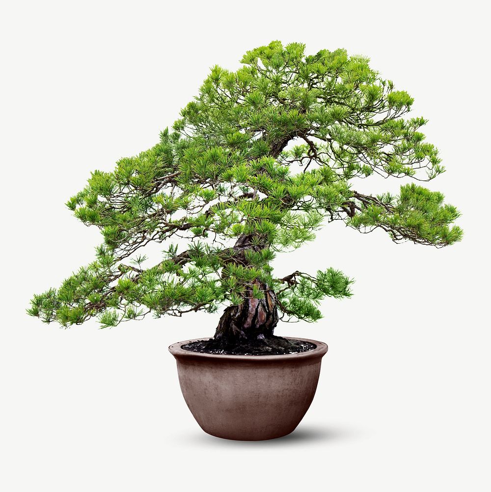 Bonsai collage element psd | Premium PSD - rawpixel