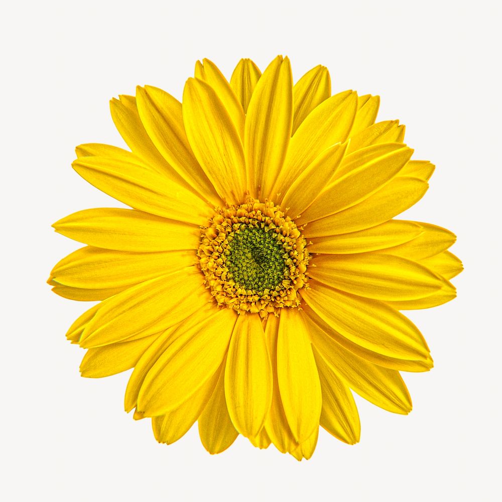 Yellow daisy isolated image on white