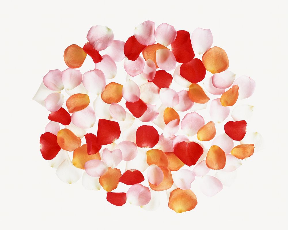 Red flower petals, isolated image