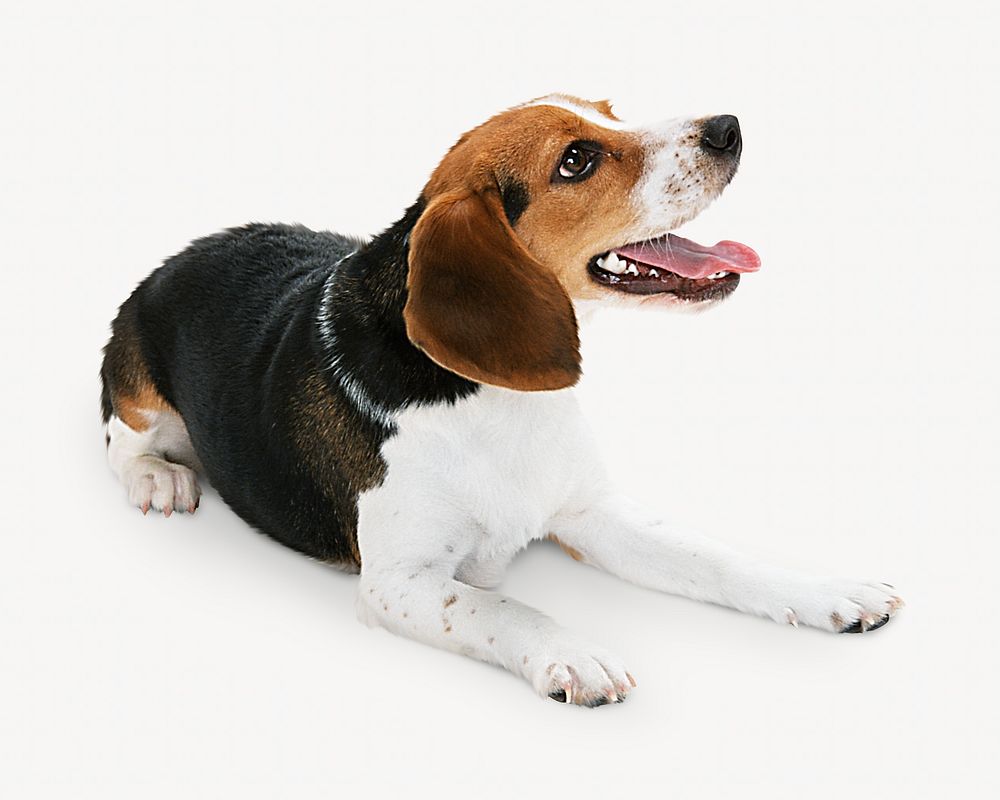 Beagle dog pet isolated design