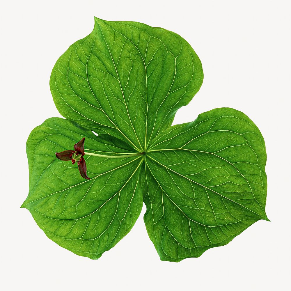 Leaf isolated image on white