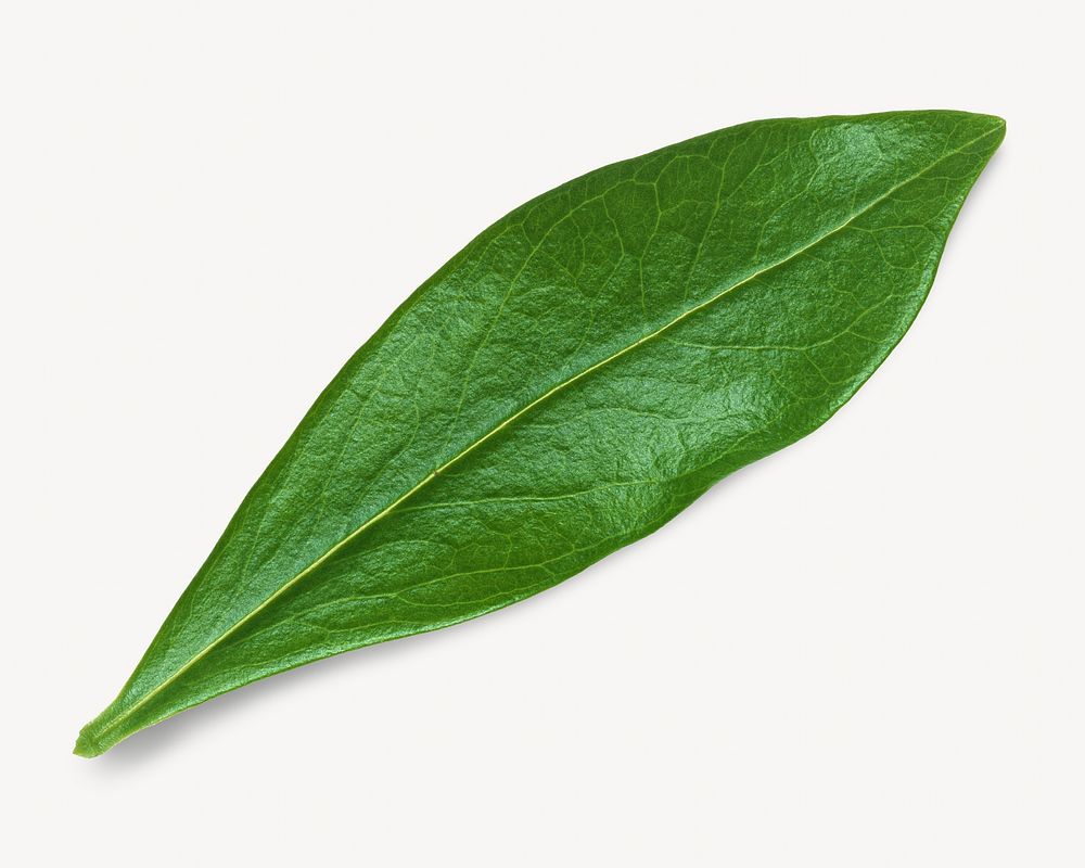 Leaf isolated image on white