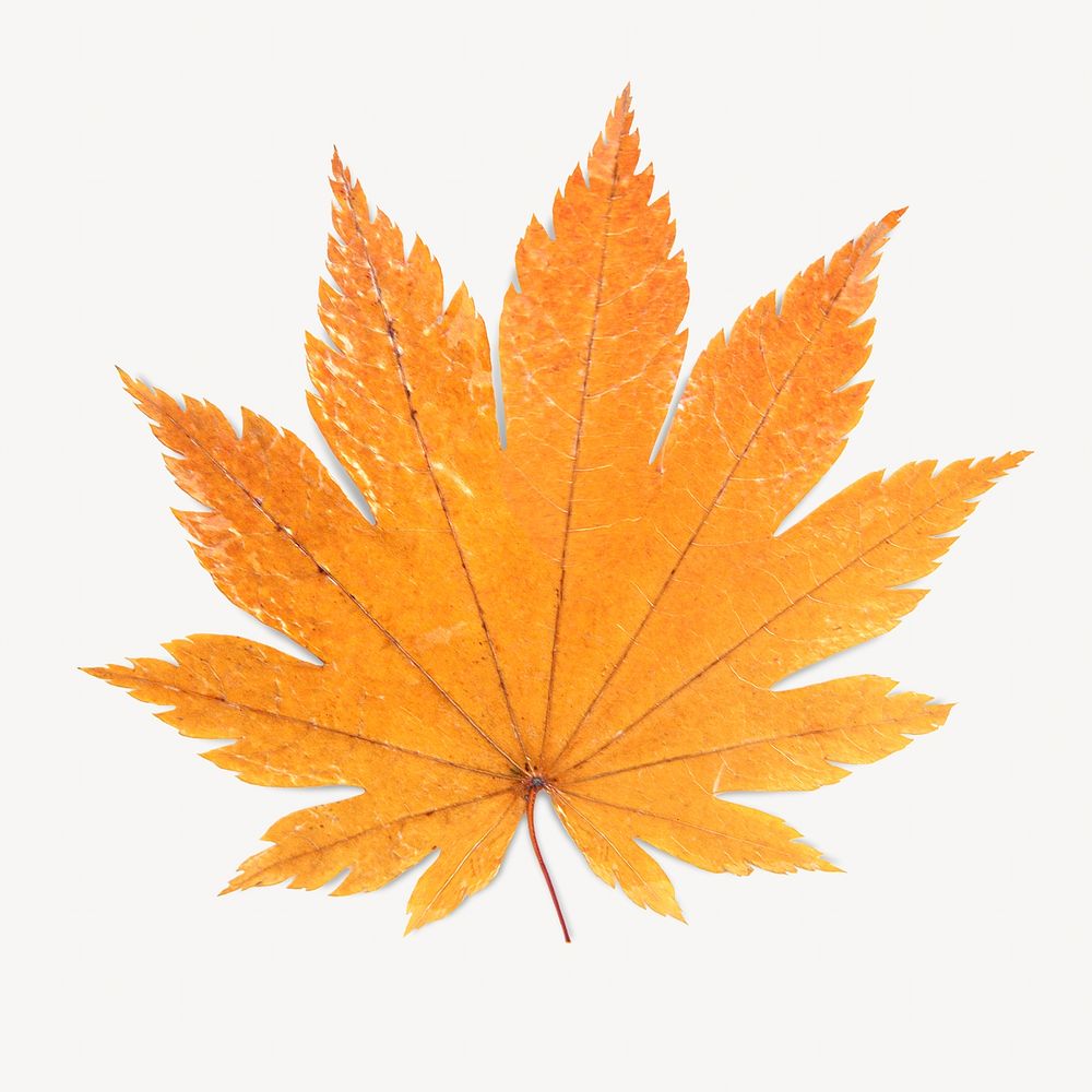 Autumn leaf isolated image on white