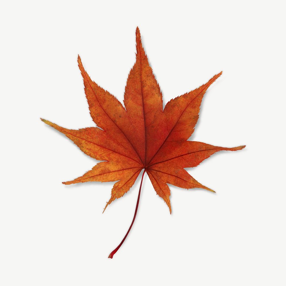 Pointy red maple leaf collage element psd.