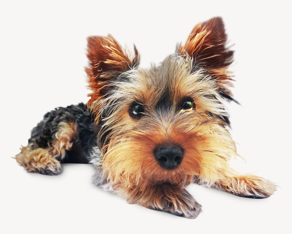 Shih tzu dog, isolated image | Free Photo - rawpixel