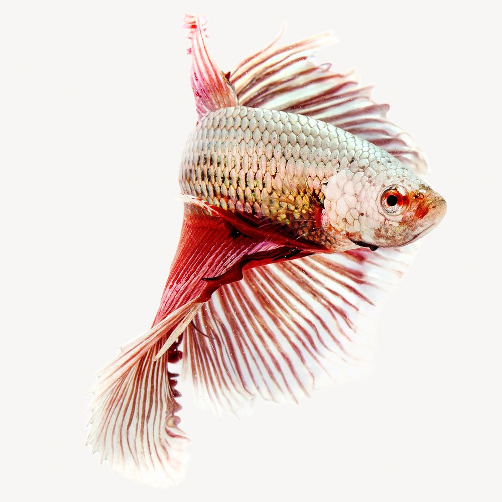 Betta fish  animal isolated image