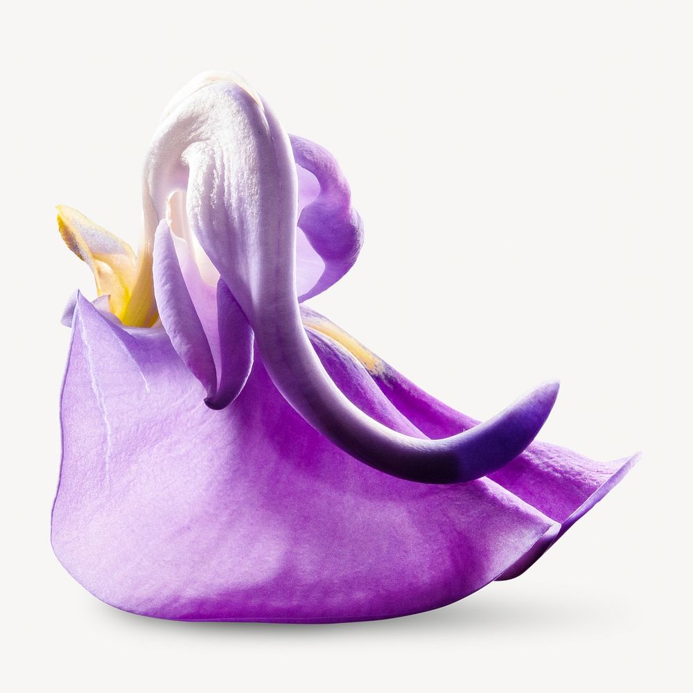 Purple flower image on white design