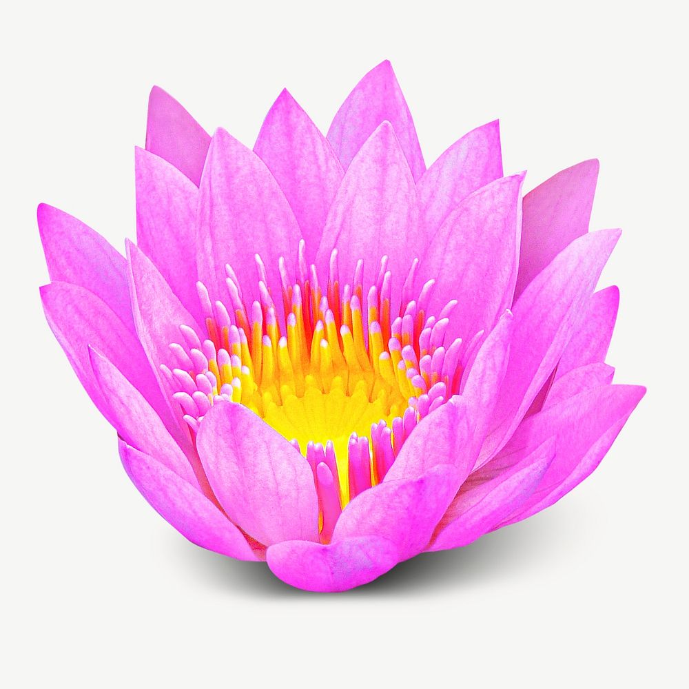 Pink lotus collage element psd