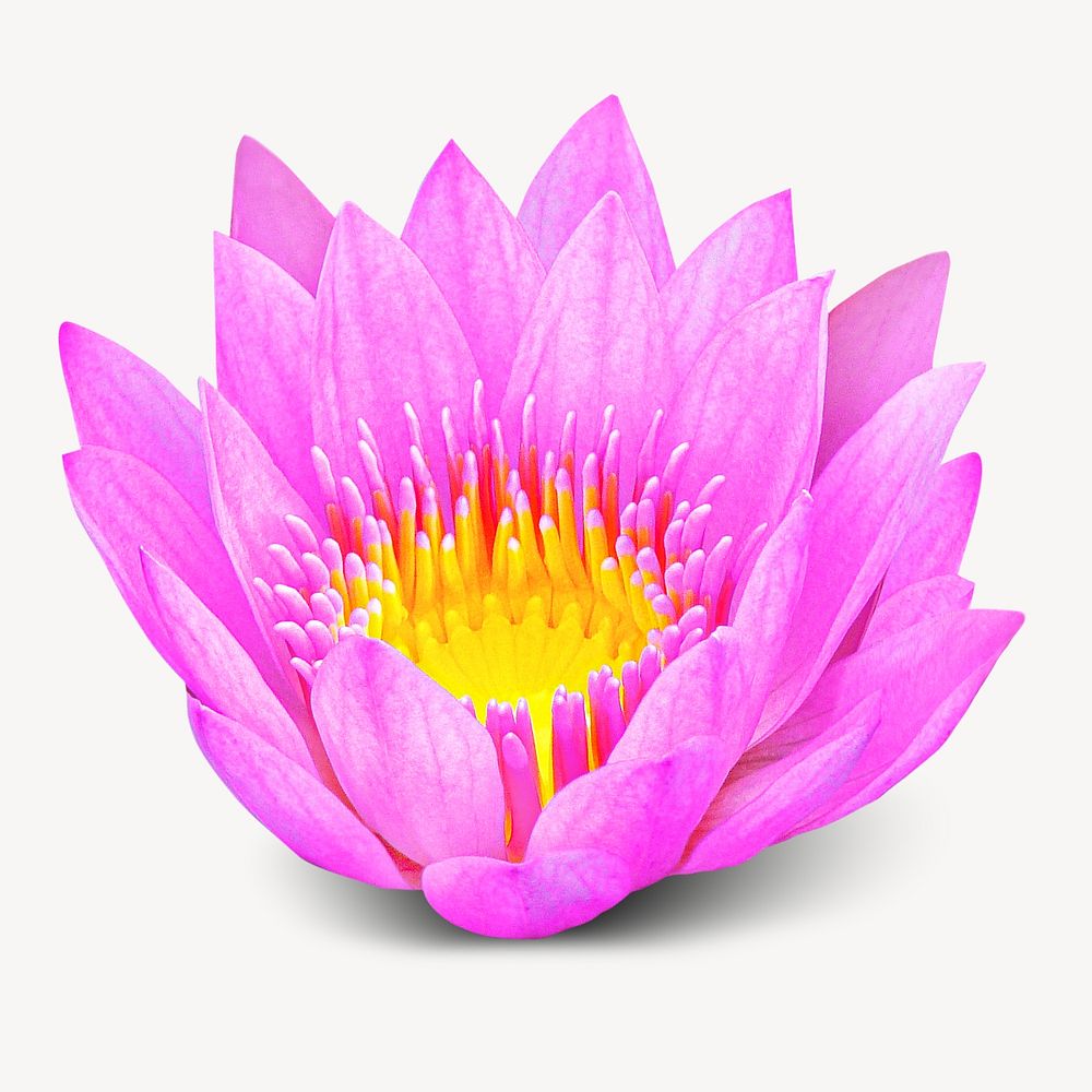 Pink lotus, isolated image