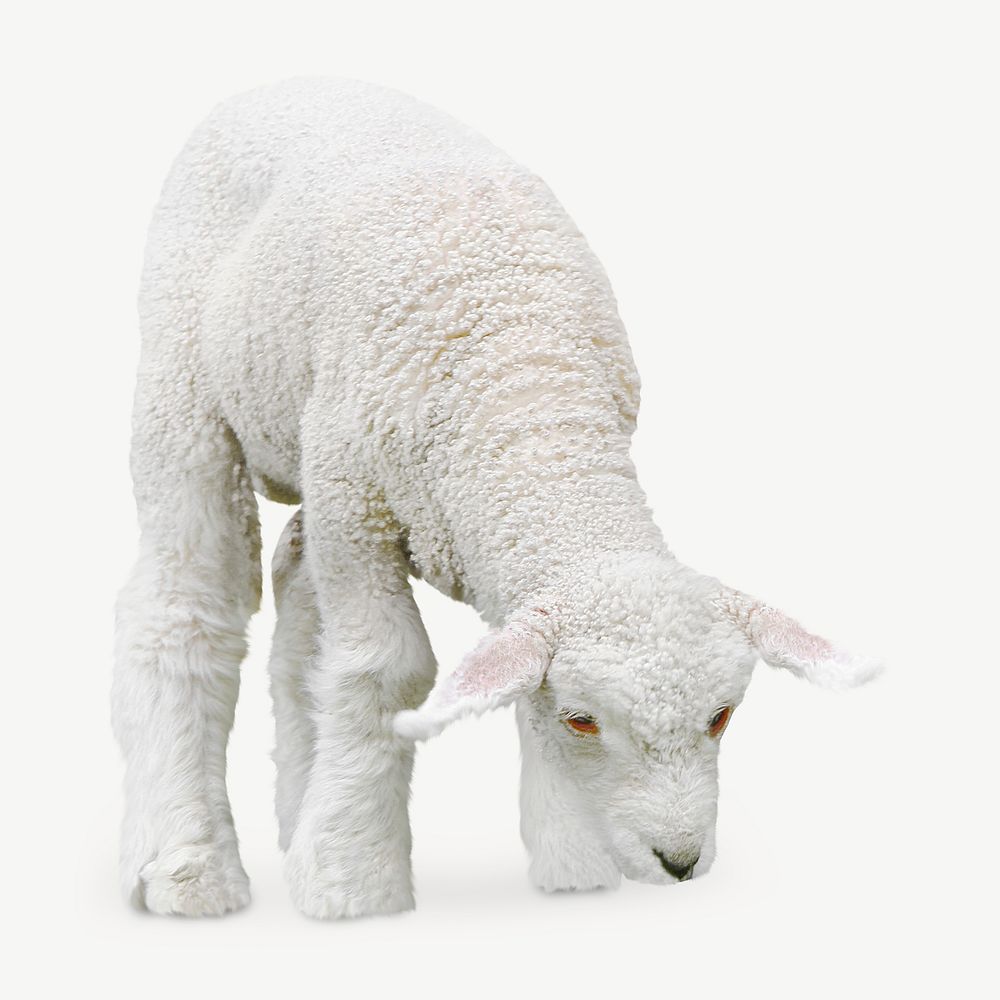 Lamb, animal isolated element psd