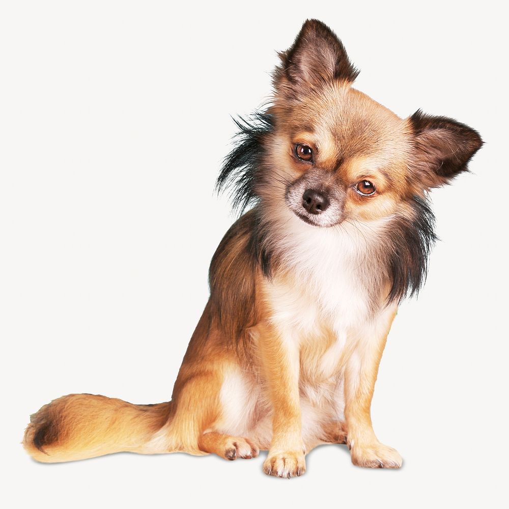 Cute Dog Isolated Image 