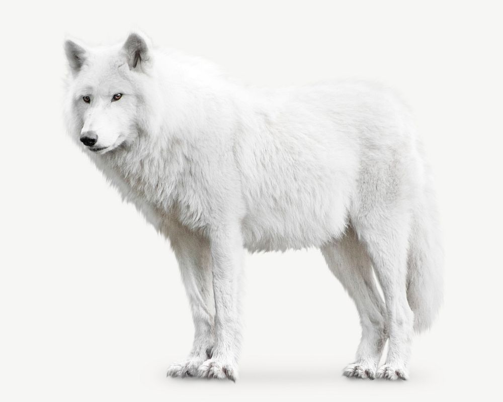 Arctic wolf collage element psd