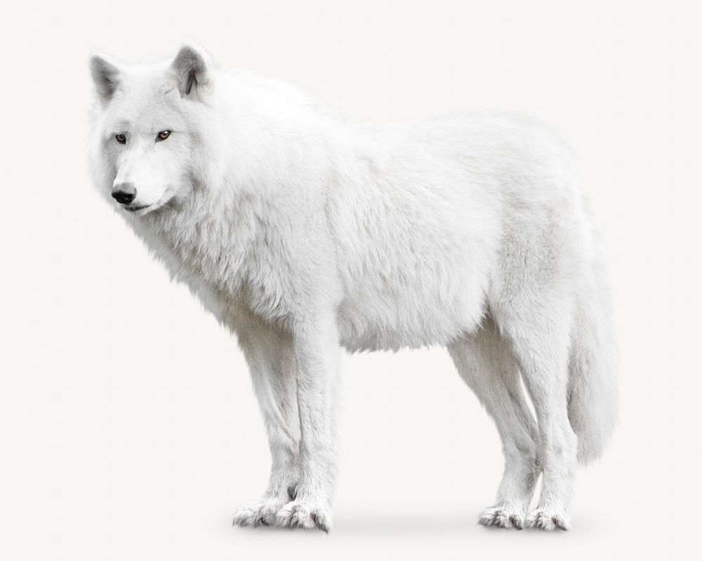 Arctic wolf isolated image