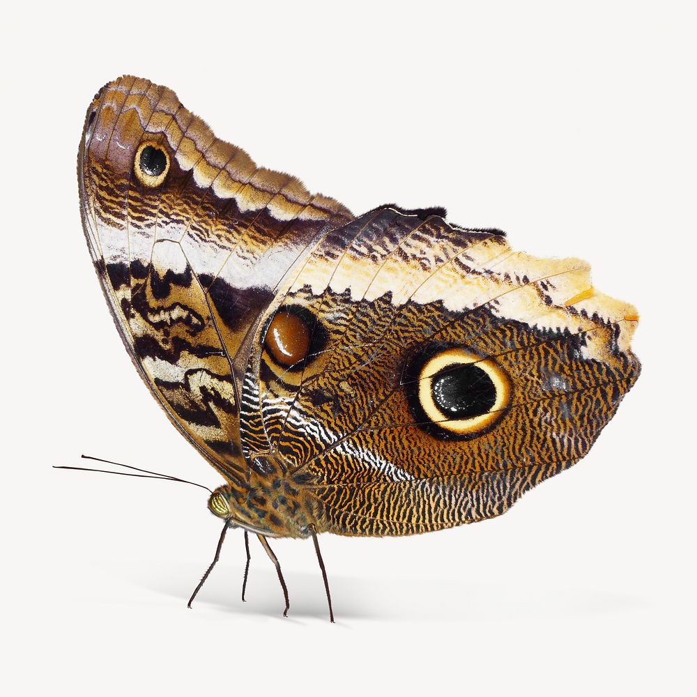 Brown butterfly, isolated image