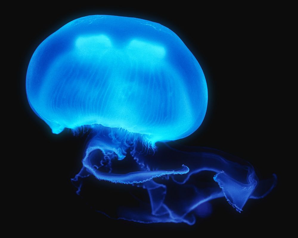 Blue jellyfish, isolated image