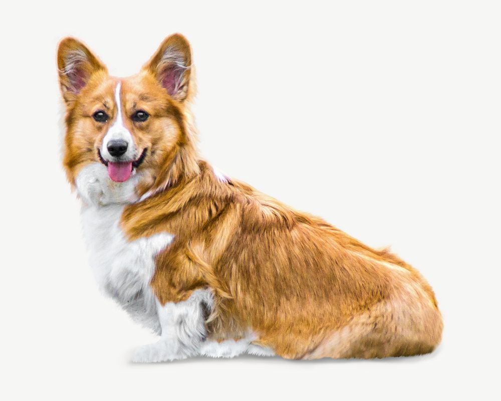 Welsh corgi collage element psd