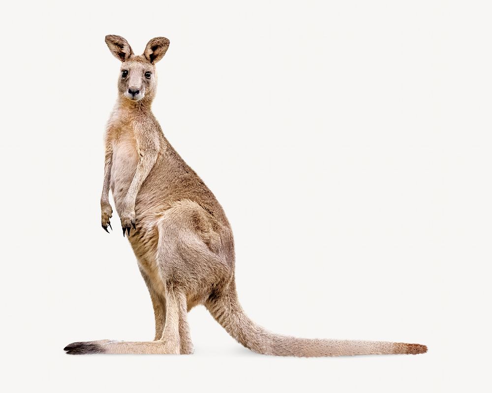 Kangaroo image element