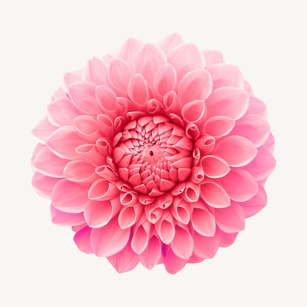 Pink dahlia isolated image on white