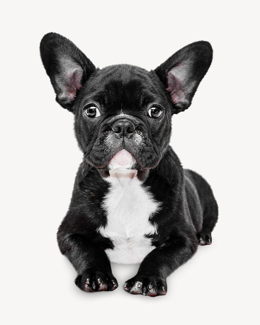 French bulldog house pet isolated | Free Photo - rawpixel