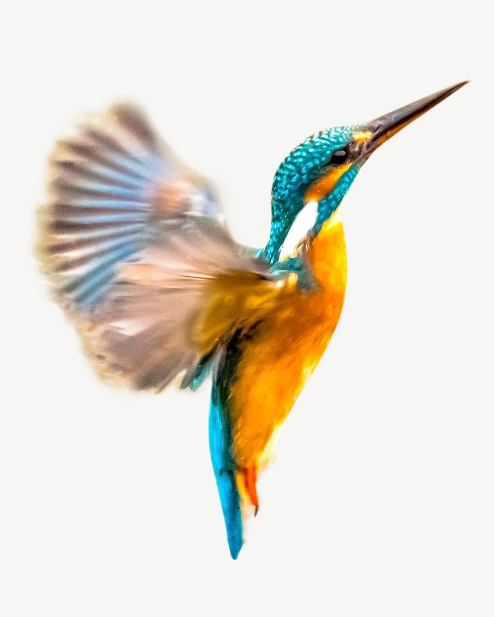 Hummingbird collage element psd