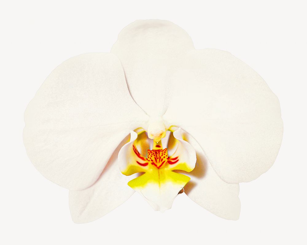 White orchid flower Isolated image
