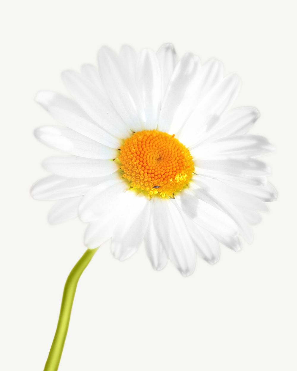 Daisy flower collage element psd