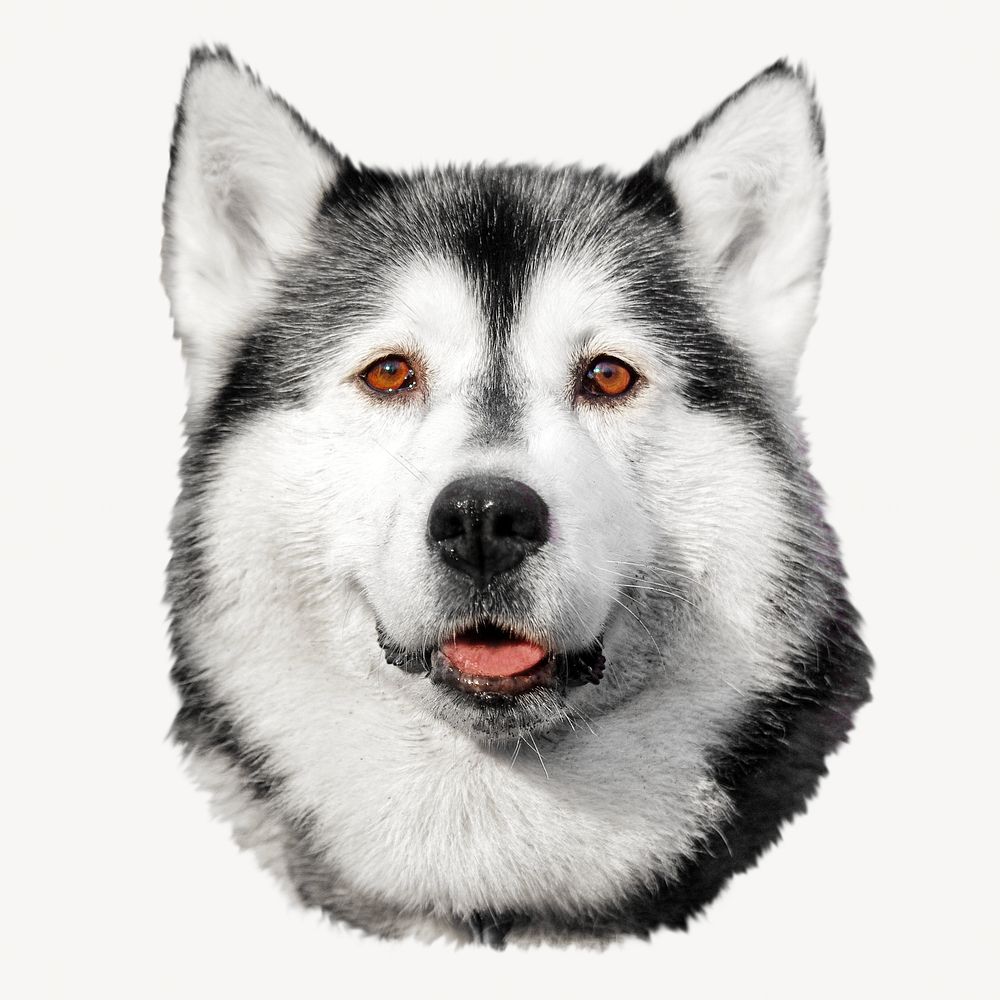 Siberian Husky face, isolated image