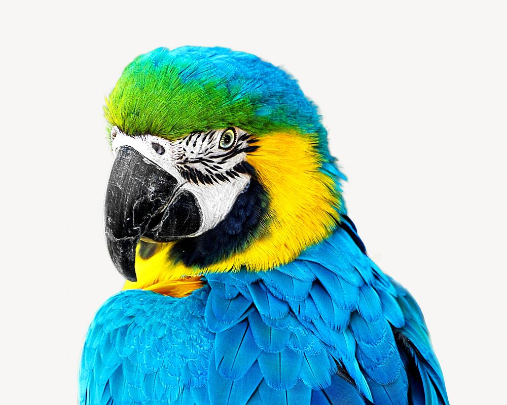 Macaw isolated image on white