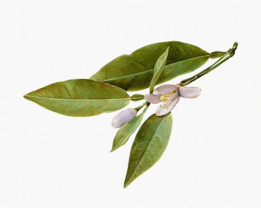 Lemon flower isolated image on white