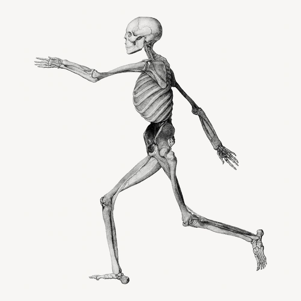 Human skeleton isolated image on white