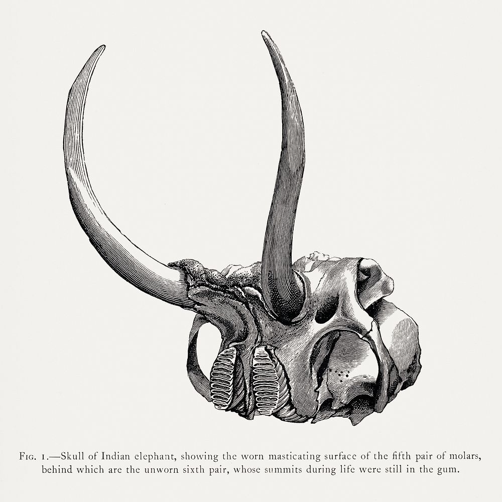 Elephant skull drawing, wildlife print. Digitally enhanced from our own 1900 edition of The Great and Small Game of India…