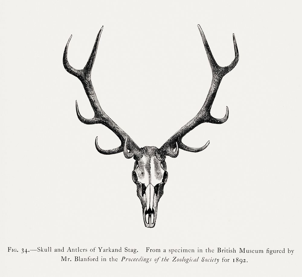 Stag skull drawing, wildlife print. Digitally enhanced from our own 1900 edition of The Great and Small Game of India…