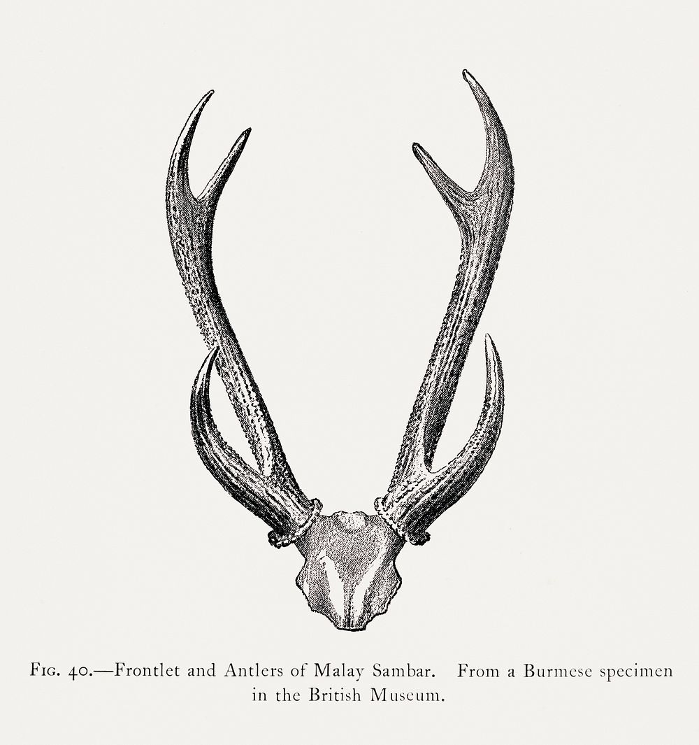 Deer skull drawing, wildlife print. Digitally enhanced from our own 1900 edition of The Great and Small Game of India…