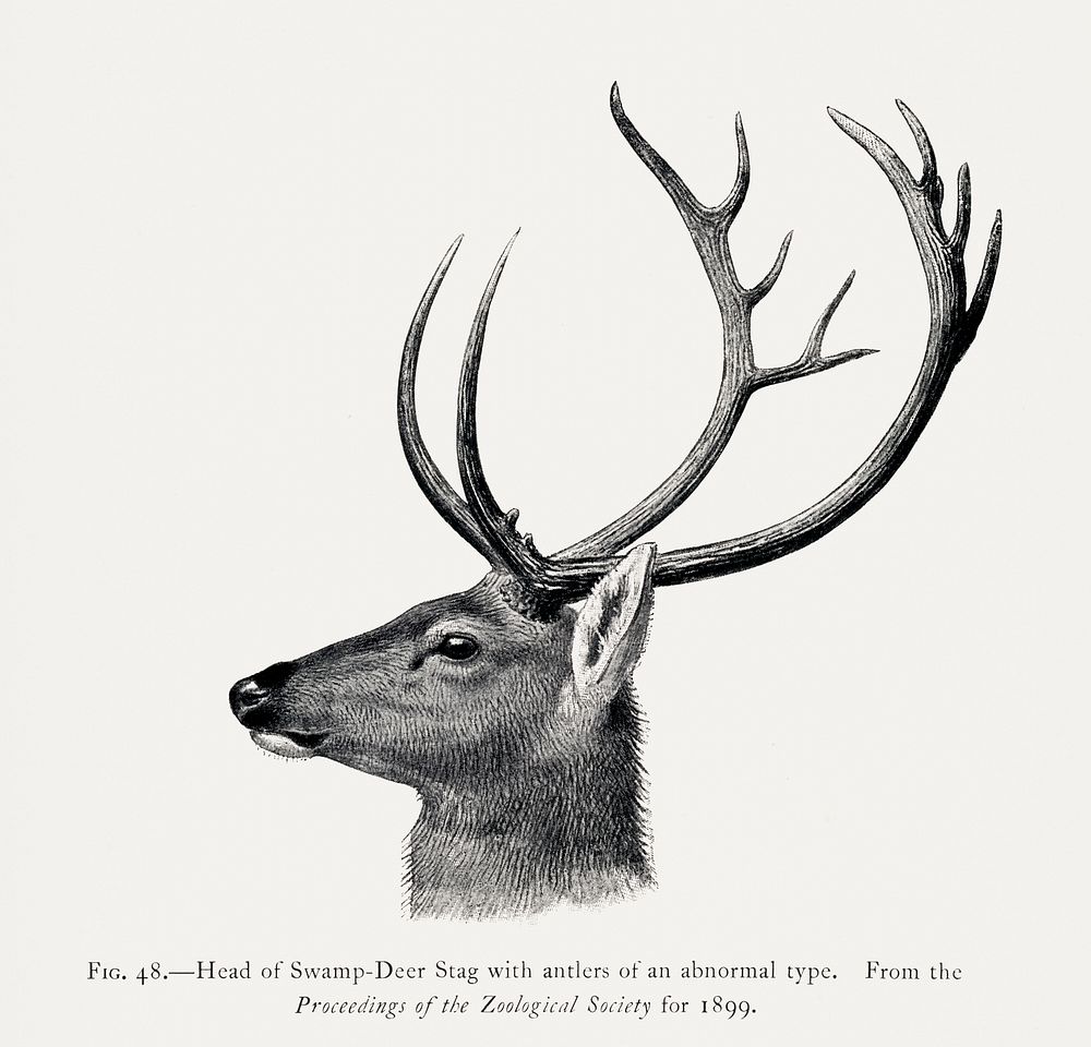 Vintage deer illustration, animal drawing. Digitally enhanced from our own 1900 edition of The Great and Small Game of…