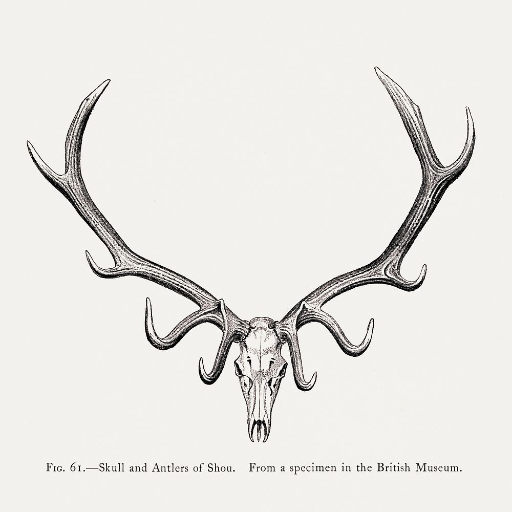 Elk skull drawing, wildlife print. Digitally enhanced from our own 1900 edition of The Great and Small Game of India, Burma…