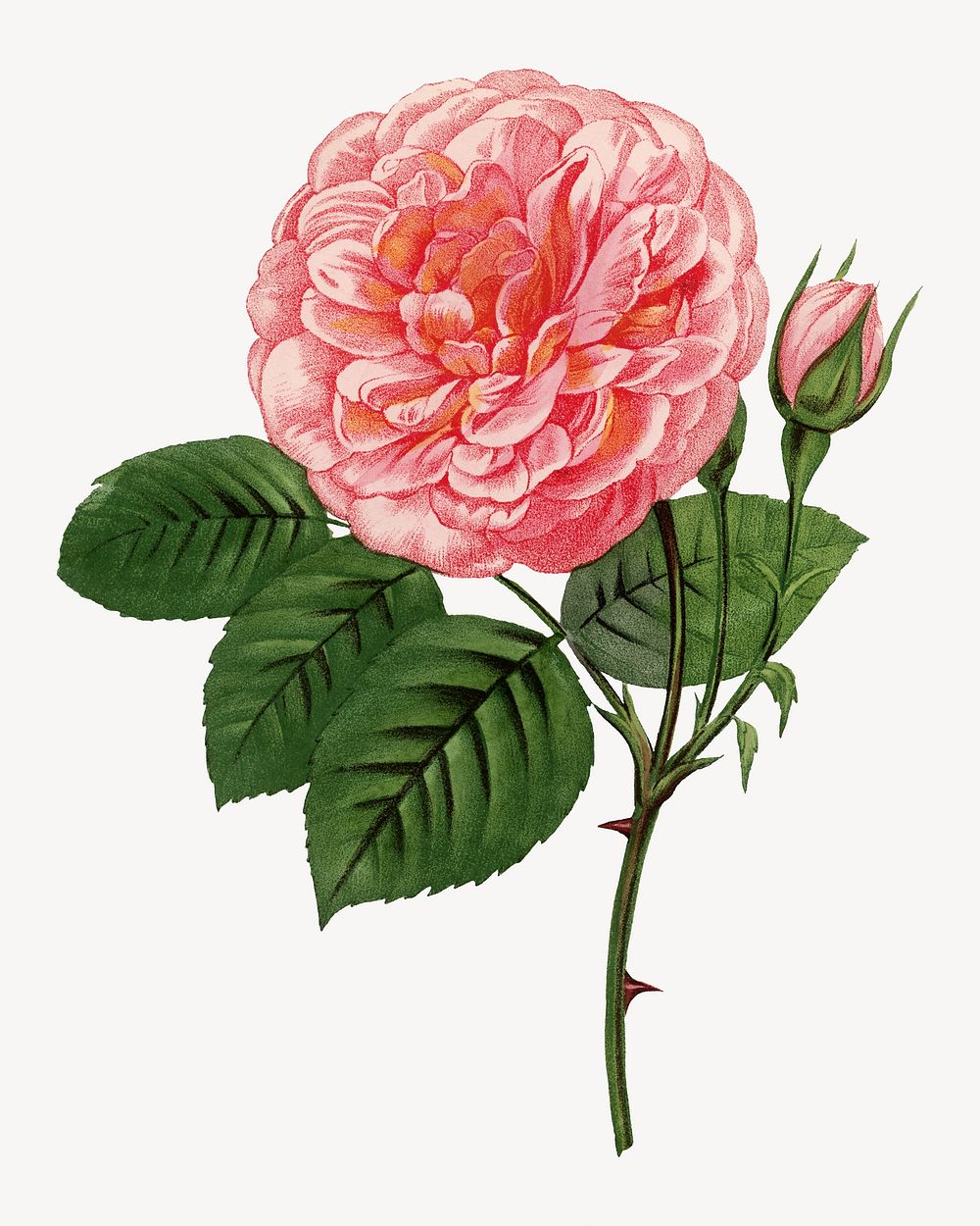 Pink rose, vintage French flower illustration by François-Frédéric Grobon. Remixed by rawpixel.