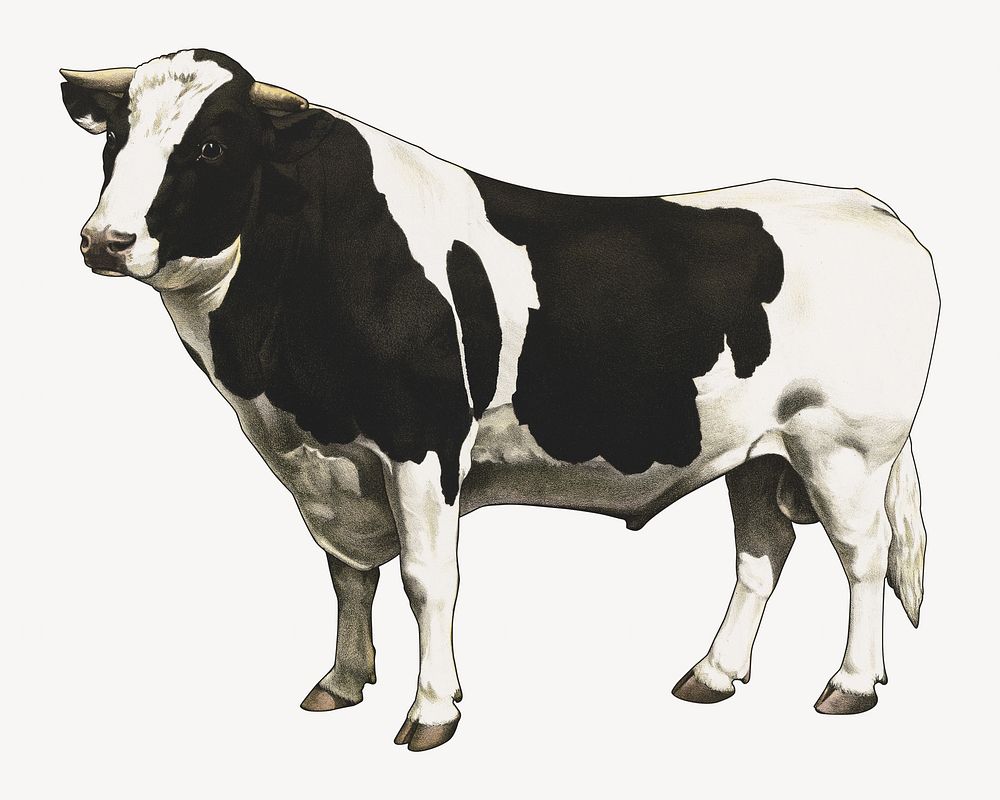 Dairy cattle vintage illustration. Remixed by rawpixel. 