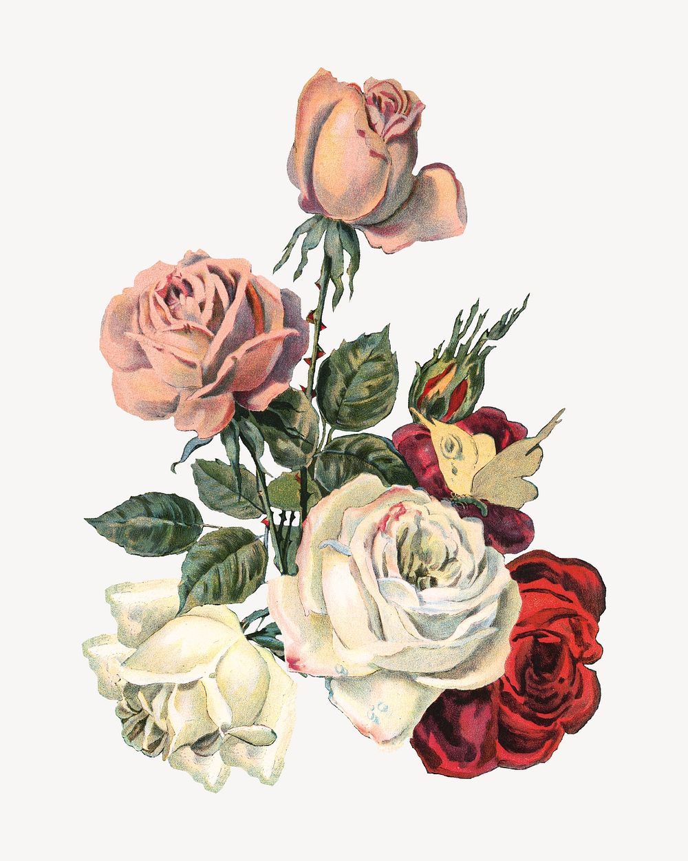 Vintage roses chromolithograph art. Remixed by rawpixel. 