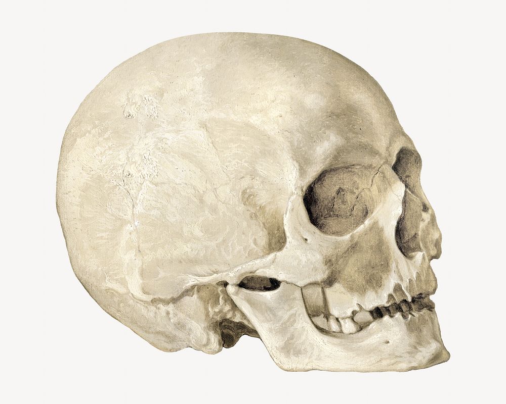 Human skull vintage illustration. Remixed by rawpixel. 