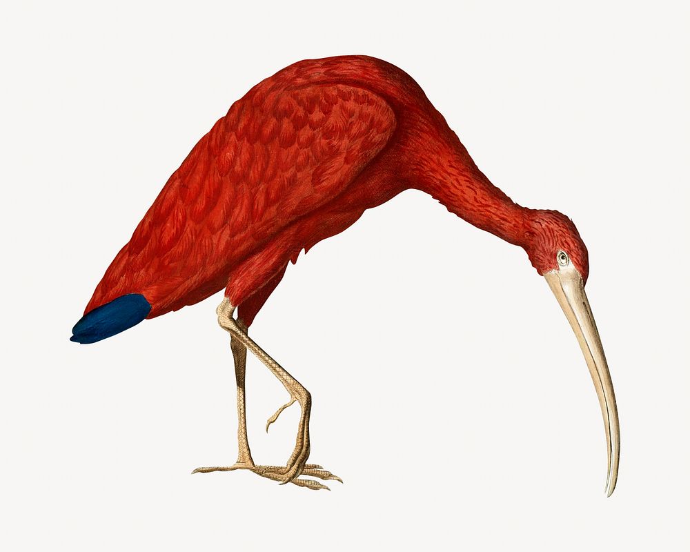 Ibis bird vintage illustration. Remixed by rawpixel. 