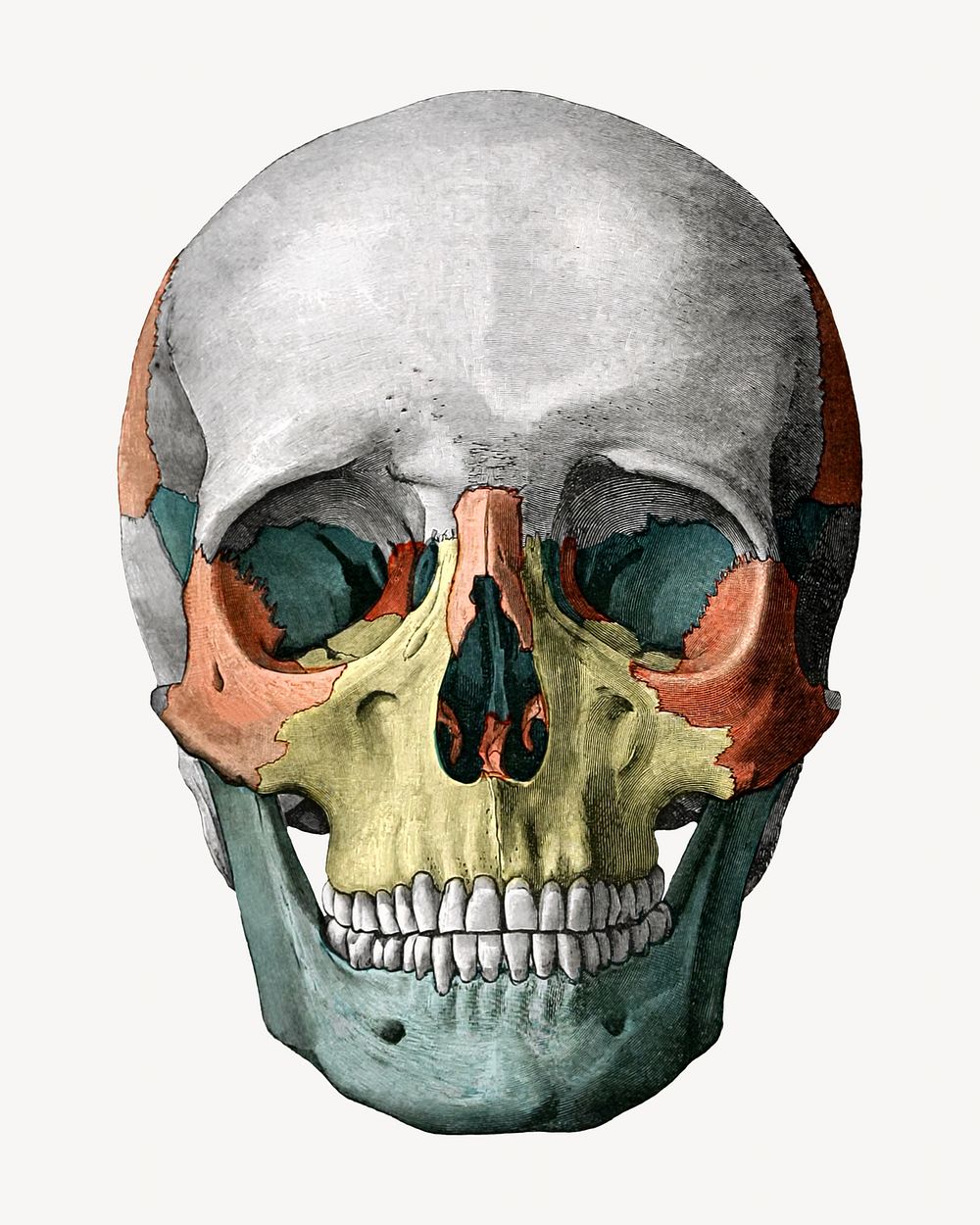 Human skull  vintage illustration. Remixed by rawpixel. 