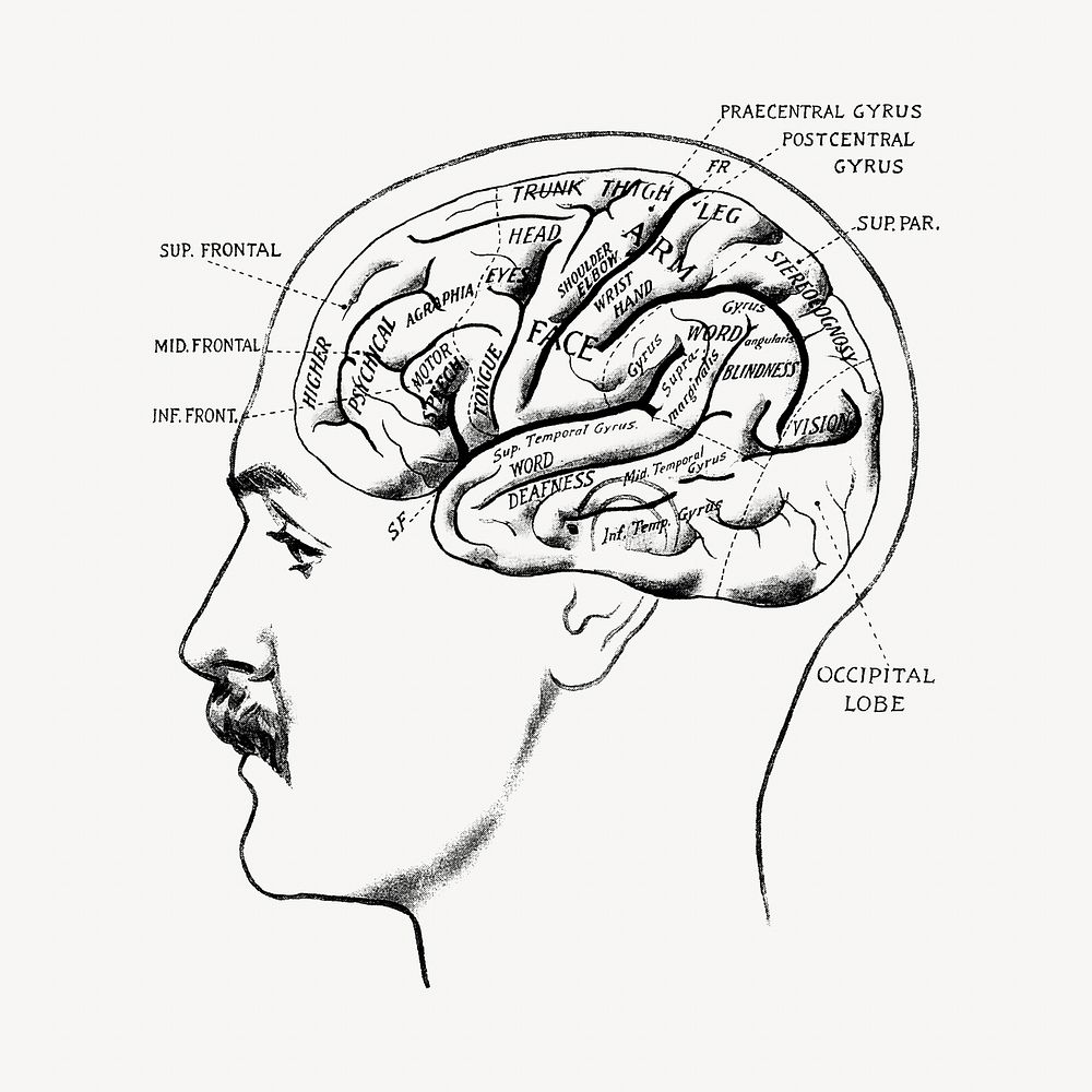Human brain vintage illustration. Remixed by rawpixel. 