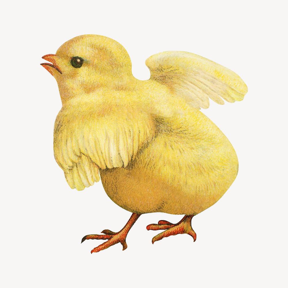 Chick vintage illustration. Remixed by rawpixel. 