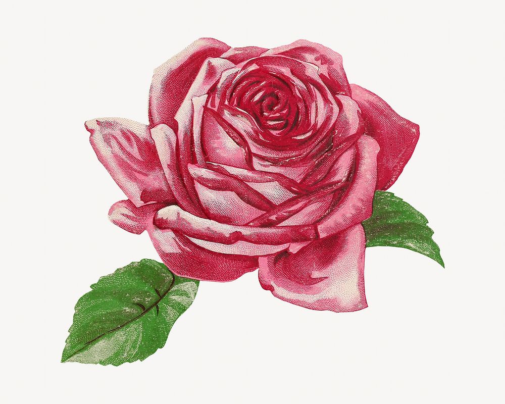 Vintage pink rose chromolithograph art. Remixed by rawpixel. 