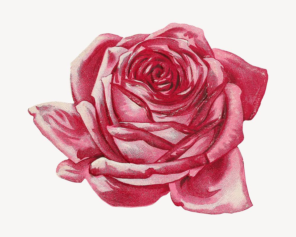 Vintage pink rose chromolithograph art. Remixed by rawpixel. 